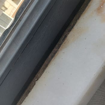 Mavikent Mahallesi'nde İlaçlama Eksikliği Mağduriyeti