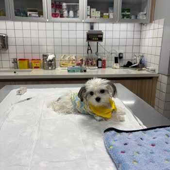 Yanlış Tedavi Ve İletişim Sorunları Nedeniyle Yaşanan Mağduriyet