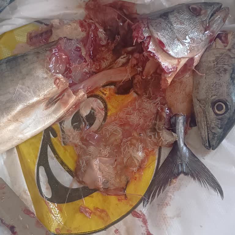 Bayat Ve Kurtlanmış Balık Satışı, İlgisiz Çalışanlar