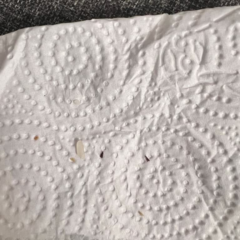 Aldığım Pirinç Paketinden Böcek Çıktı, Ücret İadesi İstiyorum