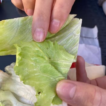 Bozuk Ürün Ve Böcekli Marul Hijyen Sorunu