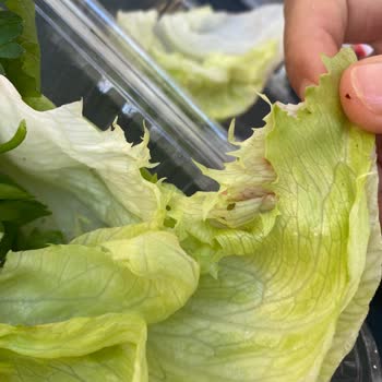 Bozuk Ürün Ve Böcekli Marul Hijyen Sorunu