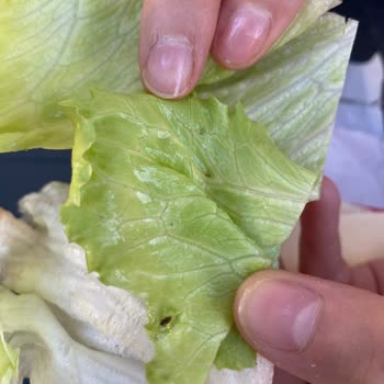 Bozuk Ürün Ve Böcekli Marul Hijyen Sorunu