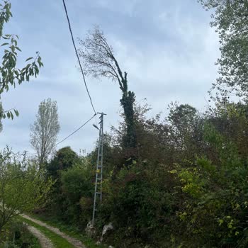 İzinsiz Ve Keyfi Ağaç Budamasına Karşı Çözüm Talebi