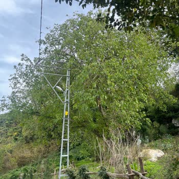 İzinsiz Ve Keyfi Ağaç Budamasına Karşı Çözüm Talebi