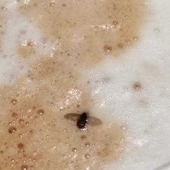 Macgal Otomat Kahvede Böcek Şoku Ve Hijyen Endişesi Rami Kütüphanesi Otomatında