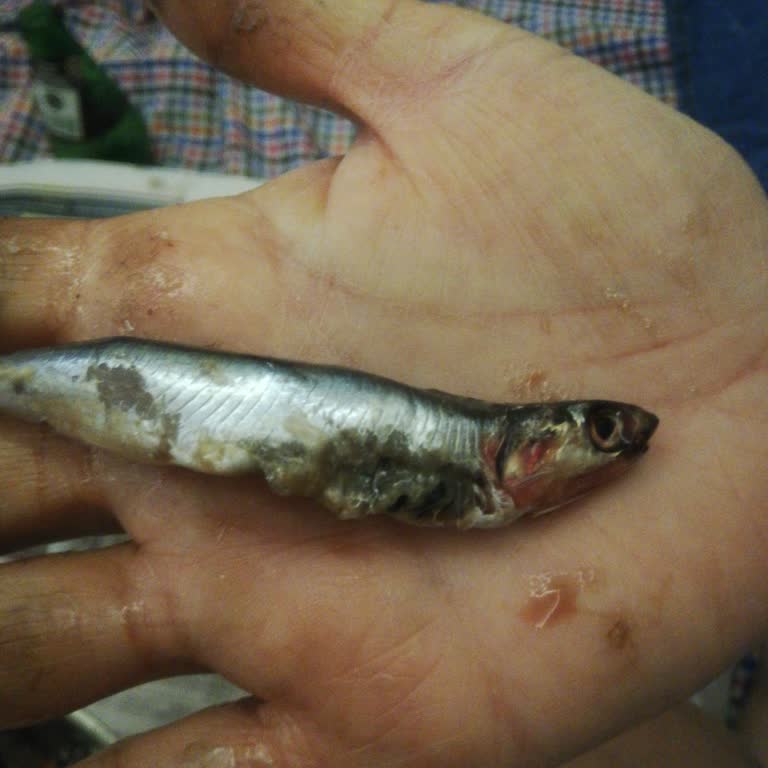 Migros Sivas Yenişehirden Alınan Bayat Hamsi Balığı Mağduriyeti