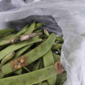 Migros Sanal Market'te Gecikmeli Teslimat Ve Çürük Ürün Mağduriyeti Yaşadım