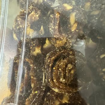 Tuğba Kuruyemiş Son Kullanma Tarihi Geçmemiş Ürünlerde Kurtlanma Şoku Yaşadım!