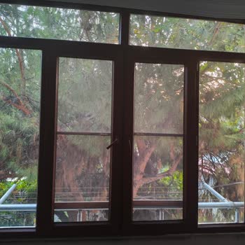 Belediyeden Çam Ağacı İçin Geri Dönüş Alınamıyor