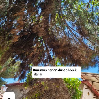 Belediyeden Çam Ağacı İçin Geri Dönüş Alınamıyor