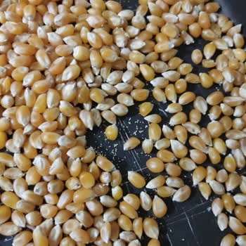 Aldığım Cin Mısır Paketinde Kurtlanma Çıktı, Ücret İadesi Talep Ediyorum