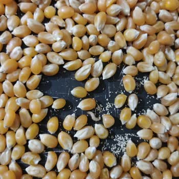 Aldığım Cin Mısır Paketinde Kurtlanma Çıktı, Ücret İadesi Talep Ediyorum