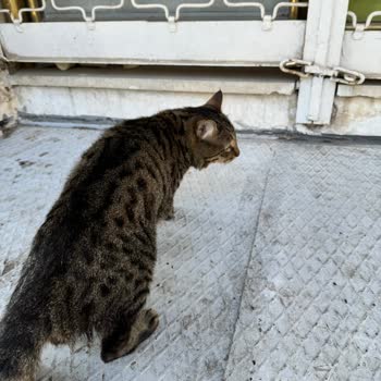 Barınakta Kedimin Ölüm Süreciyle İlgili Bilgi Ve Açıklama Alamadım