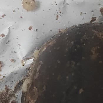 Aldığım Çikolatada Kurtçuk Çıkması Ve İlgisiz Müşteri Hizmeti