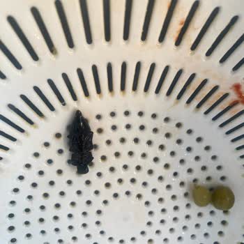 Tat Bezelye Konservesinden Çıkan Böcek Sağlığımı Tehdit Etti