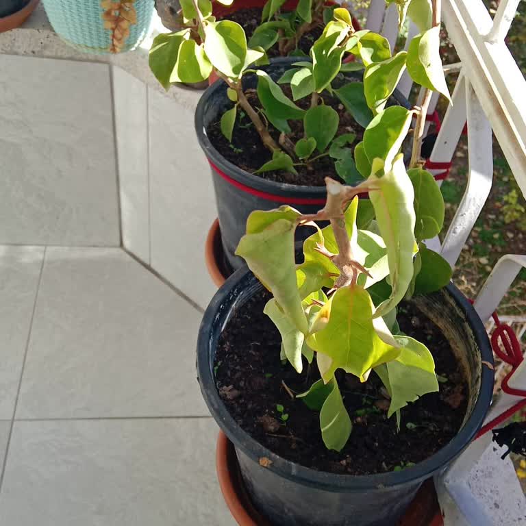 Gökdeniz Fidancılık Kurumuş Begonvil Gönderildi, Satıcı İletişimi Engelledi ve İade Yapılmadı