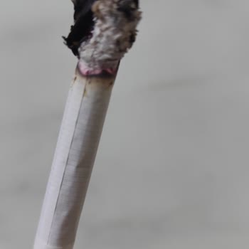 Parliament Night Blue Sigarada Odun Parçası Ve Kötü Koku Sorunu