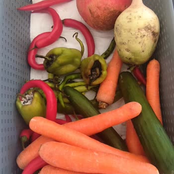 Buzdolabında Sürekli Nem Ve Sebzelerin Hızlı Çürümesi Sorunu