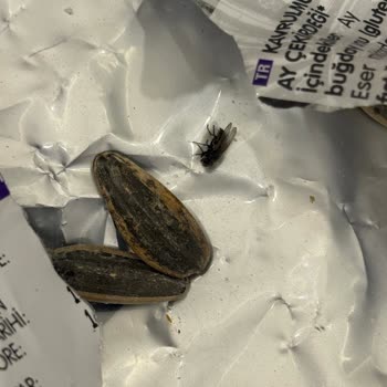 Ay Çekirdeğinde Sinek Şoku: Sağlığımız Tehlikede!