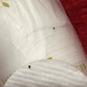 Aldığım Disk Pamuk Paketinden Böcek Çıktı Hijyen Konusunda Büyük Hayal Kırıklığı