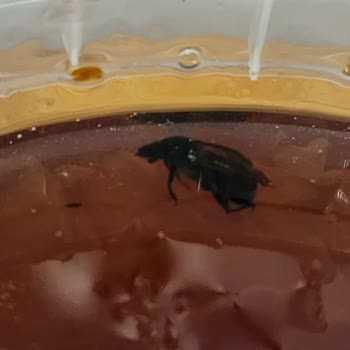 Yeni Açılan Reçelden Böcek Çıktı: Sağlığım Tehlikede