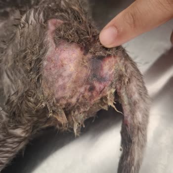 Kedim Yetersiz Bakım Nedeniyle Hayatını Kaybetti: Pati Hane Kliniği'nde Yaşanan İhmalkârlık