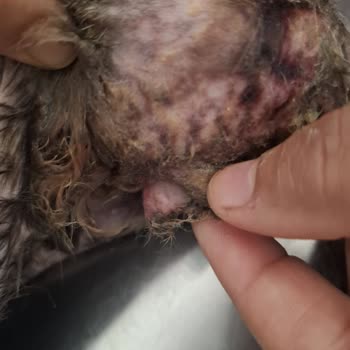 Kedim Yetersiz Bakım Nedeniyle Hayatını Kaybetti: Pati Hane Kliniği'nde Yaşanan İhmalkârlık