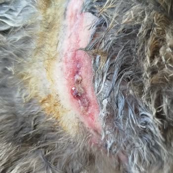 Kedim Yetersiz Bakım Nedeniyle Hayatını Kaybetti: Pati Hane Kliniği'nde Yaşanan İhmalkârlık