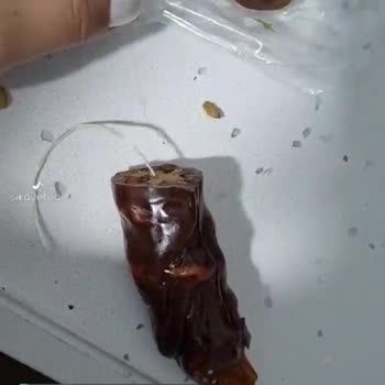 Makbul Cevizli Sucuktan Çıkan Kıl!