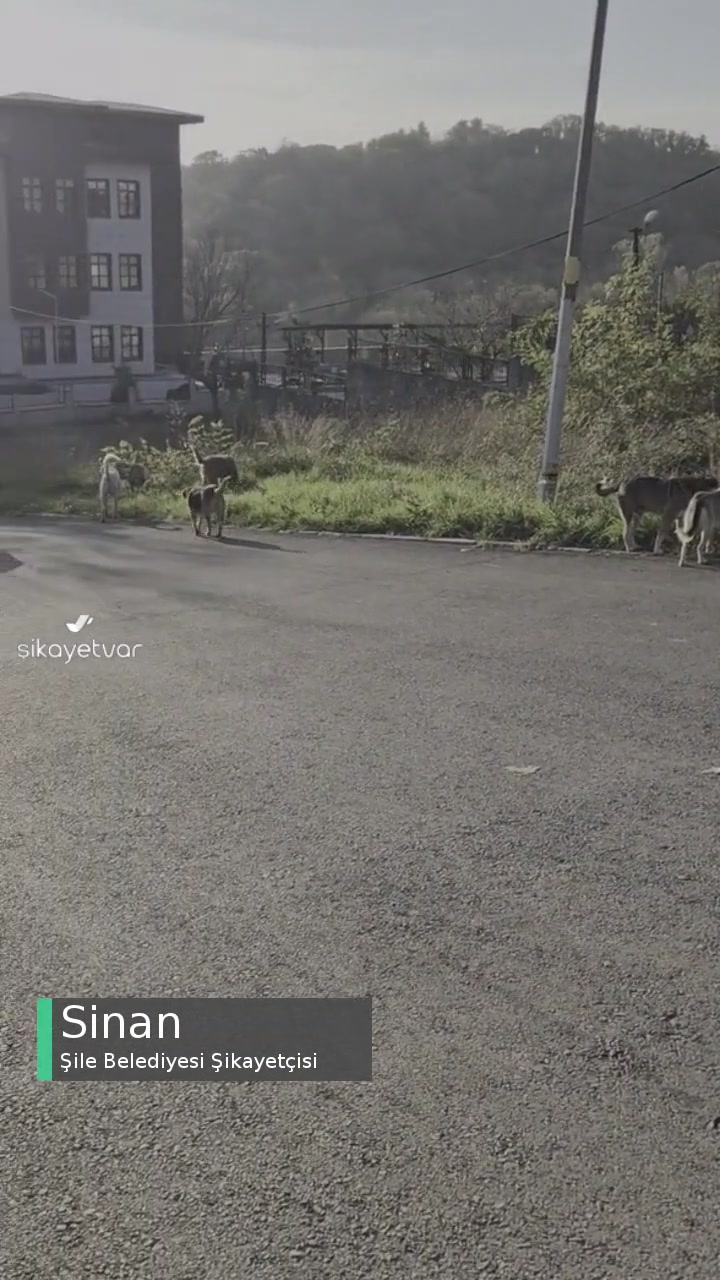 Şile Belediyesi Okul Yolunda Bu Kadar Köpek Olması! videonun kapak resmi