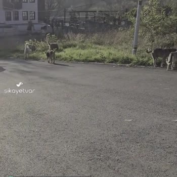 Şile Belediyesi Okul Yolunda Bu Kadar Köpek Olması!
