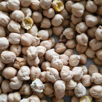 Son Tüketim Tarihi Geçmemiş Nohut Paketinden Kurt Çıktı Mağduriyet Yaşadım