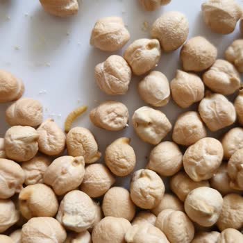 Son Tüketim Tarihi Geçmemiş Nohut Paketinden Kurt Çıktı Mağduriyet Yaşadım