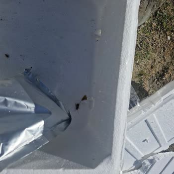 Egeden Kadın Dayanışması Kargonun İçinden Hamam Böcekleri Çıktı