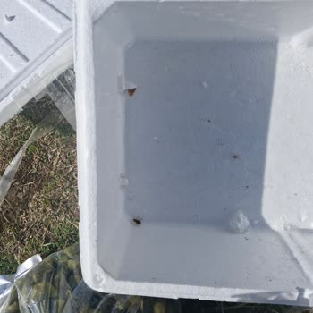 Egeden Kadın Dayanışması Kargonun İçinden Hamam Böcekleri Çıktı