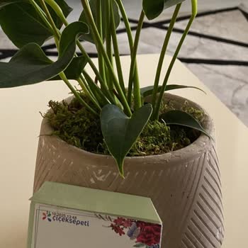 Hasarlı Vazo Teslimatı Ve Çözüm Eksikliği