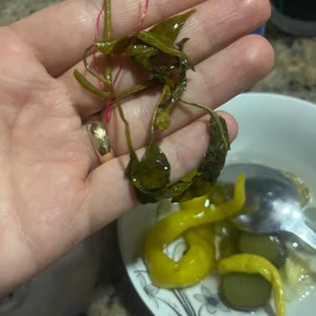 Karışık Turşu Kavanozundan Çıkan Yabancı Maddelerle Yaşadığım Hayal Kırıklığı