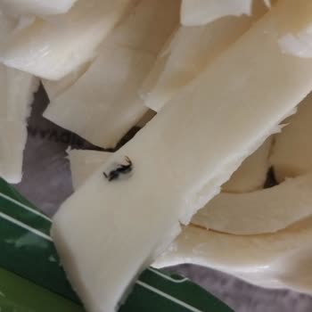 Aldığım Peynirin İçinden Böcek Çıktı: Sağlığımız Tehlikede