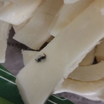 Aldığım Peynirin İçinden Böcek Çıktı: Sağlığımız Tehlikede