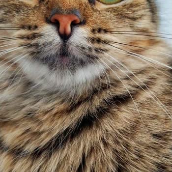 Pymembro Uzun Süreli İletişimsizlik ve Beklentinin Altında Kalan Ürün Kalitesi