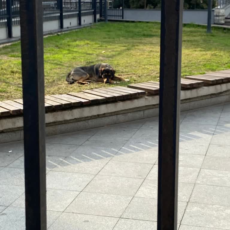 Kağıthane Belediyesi Sahipsiz Ve Saldırgan Köpek Nedeniyle Parkta Güvenlik Sorunu