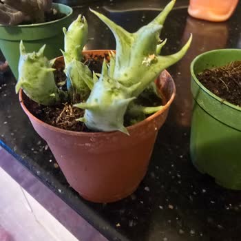 Aldığım Kaktüsler Sağlıksız Ve Paketleme Özensizdi, Yorumum Yayınlanmadı