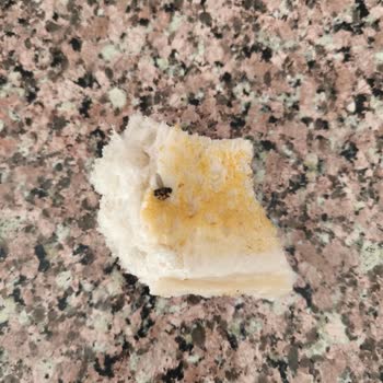 Aldığım Ekmekten Sinek Çıktı, Bilgi Ve İlgi Eksikliği Yaşadım