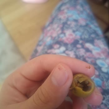 Aldığım Zeytinde Son Kullanma Tarihine Rağmen Bozulma Ve Ağ Oluşumu Sorunu Yaşadım