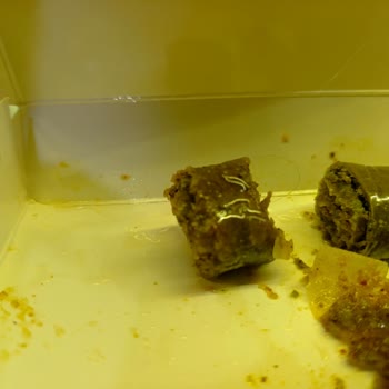 Baklavadan Kıl Çıktı, Hijyen Ve İletişim Sorunu Yaşadım