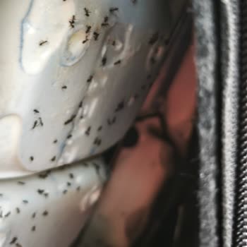 Sıfır Araçta Karınca İstilası Ve Bayinin Sorumluluk Almaması