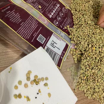 Aldığım Yeşil Mercimekte Böcek Çıktı, Sağlığımız Tehlikede