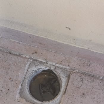 Alanya Dreams Apart Hotel Kötü Hijyen Ve Hakaretle Karşılaştığımız Konaklama Deneyimi