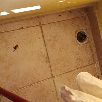 Alanya Dreams Apart Hotel Kötü Hijyen Ve Hakaretle Karşılaştığımız Konaklama Deneyimi